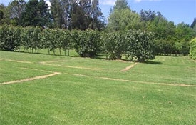grassy tent sites